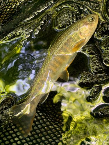 ニッコウイワナの釣果