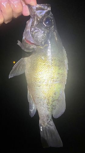 アオメバルの釣果