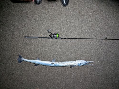 ダツの釣果