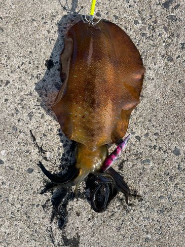 アオリイカの釣果