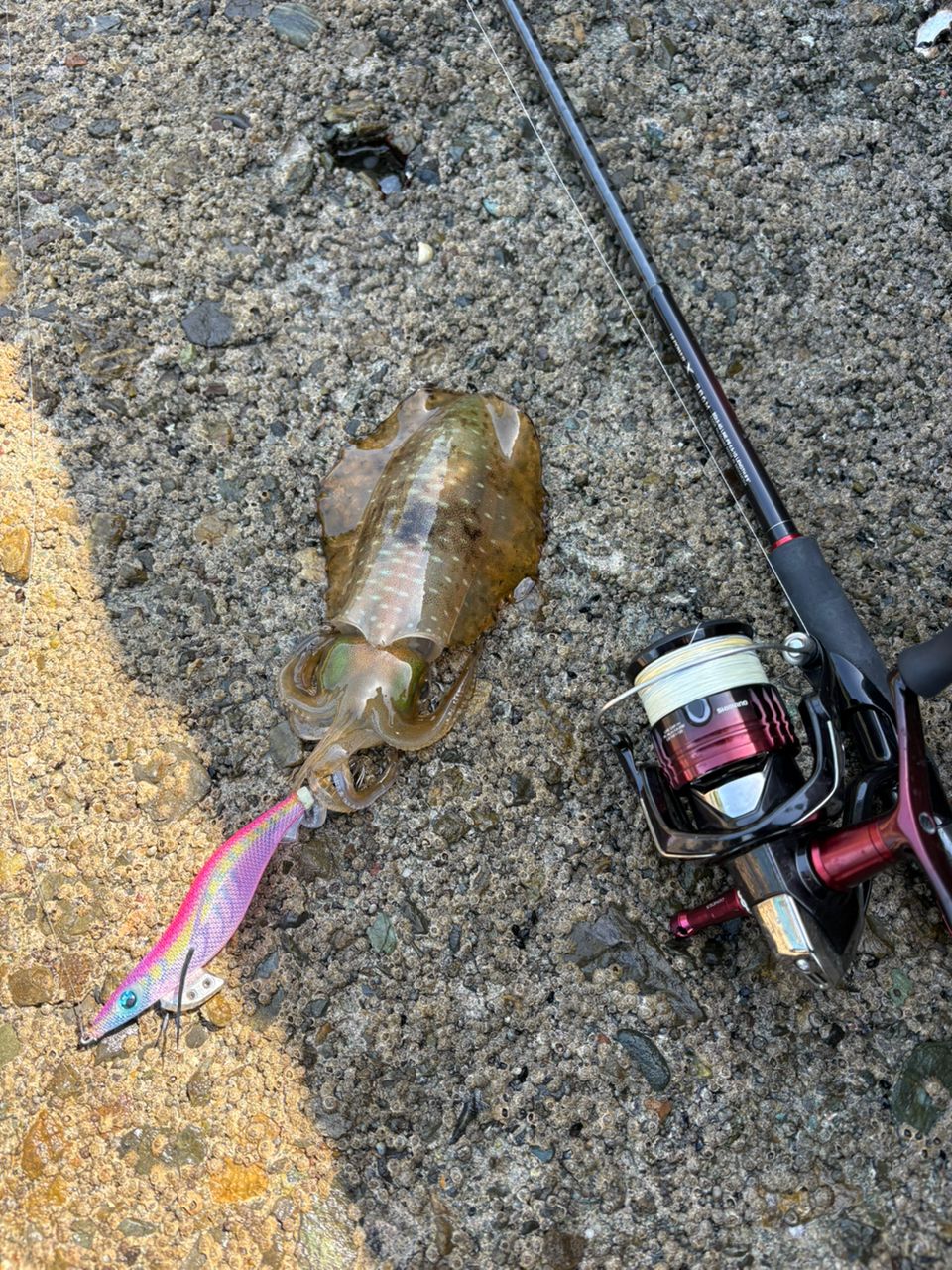 SHIMANO 22セフィア BB C3000SDHHGの最安値・インプレ・釣果 | 本音の