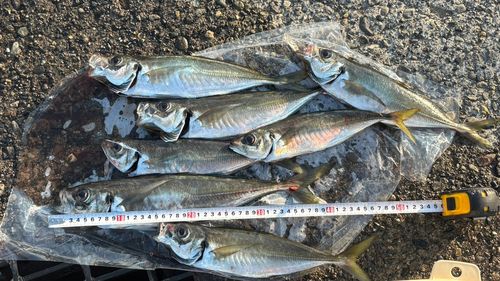 アジの釣果
