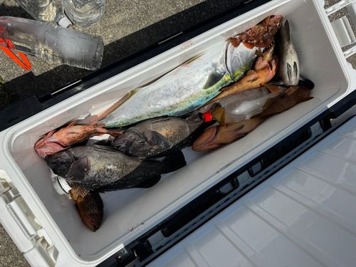 ワラサの釣果