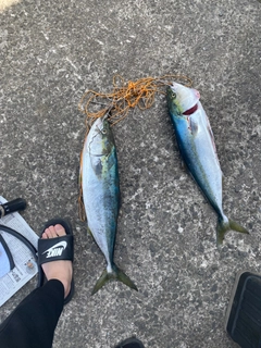 ワラサの釣果