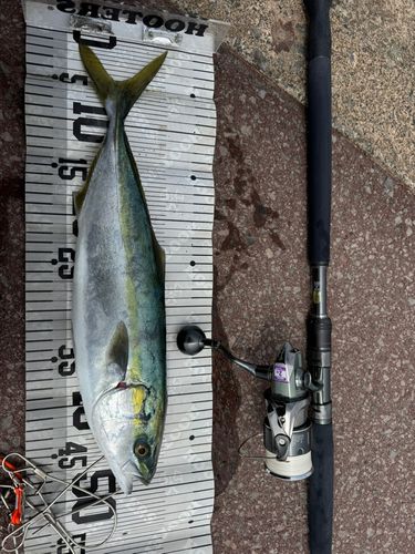 イナダの釣果