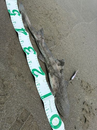 サメの釣果