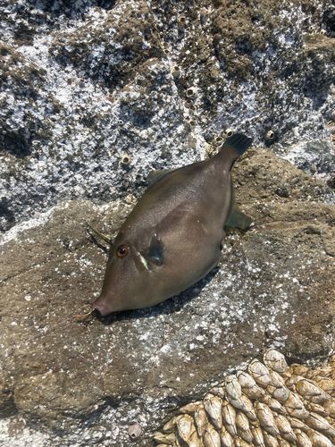 ウマヅラハギの釣果