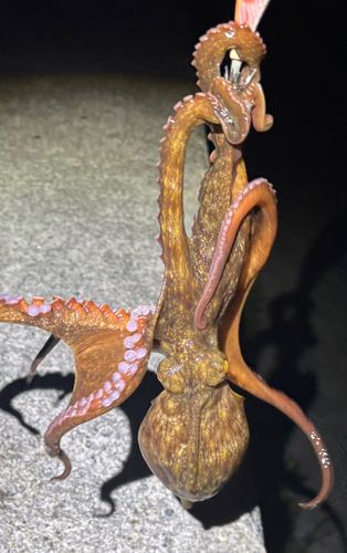 タコの釣果