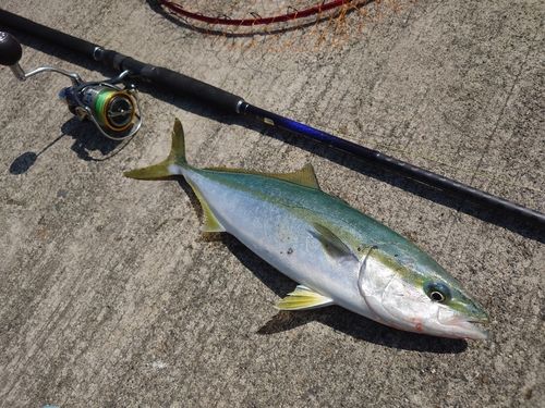 イナダの釣果