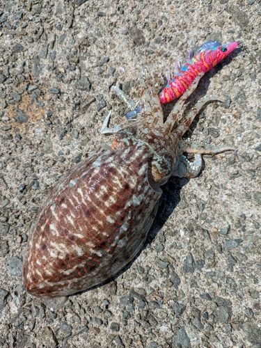 コウイカの釣果