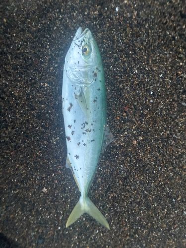 ワカシの釣果
