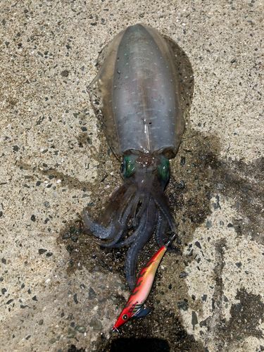 アオリイカの釣果