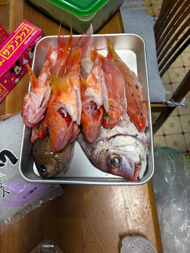 タイの釣果