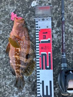 キジハタの釣果