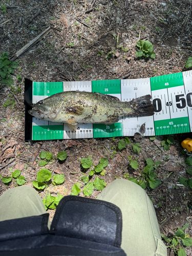 ブラックバスの釣果