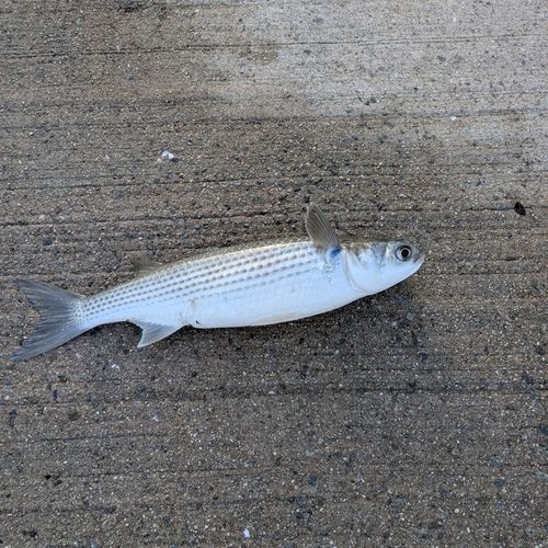 ボラの釣果