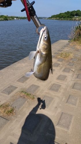 アメリカナマズの釣果