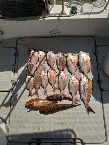 マダイの釣果