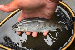 ヤマメの釣果