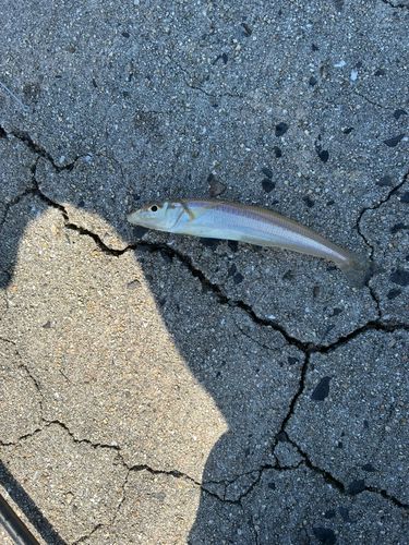 キスの釣果