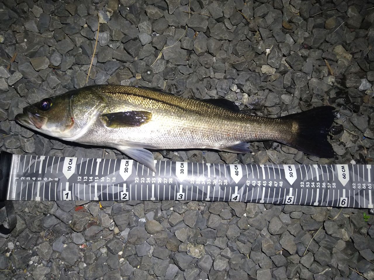 SHIMANO 18ディアルーナ S86MLの最安値・インプレ・釣果 | 本音の