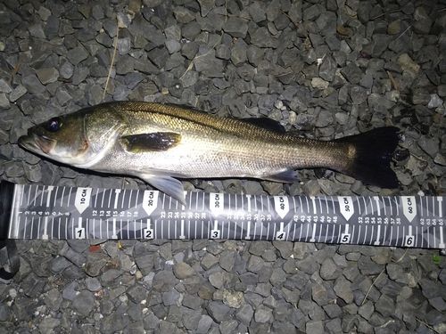 スズキの釣果