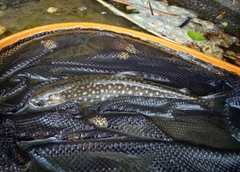 イワナの釣果