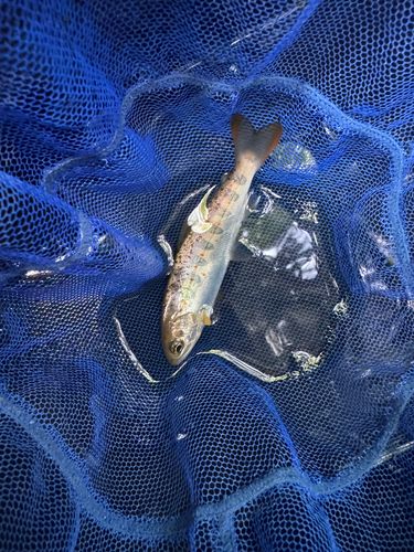アマゴの釣果
