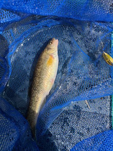 タカハヤの釣果