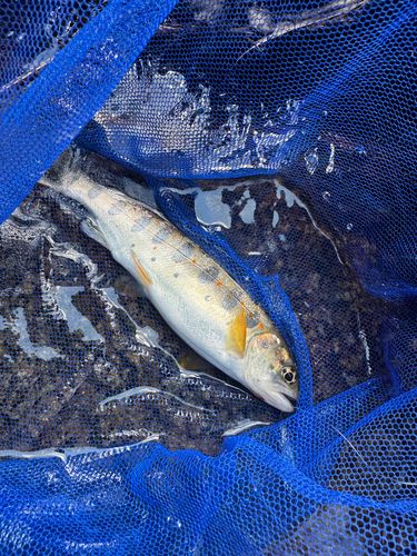 アマゴの釣果