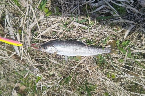 アメマスの釣果