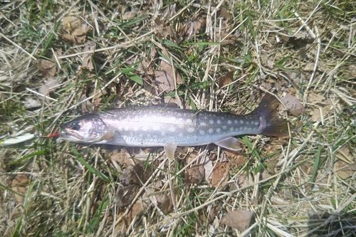 アメマスの釣果