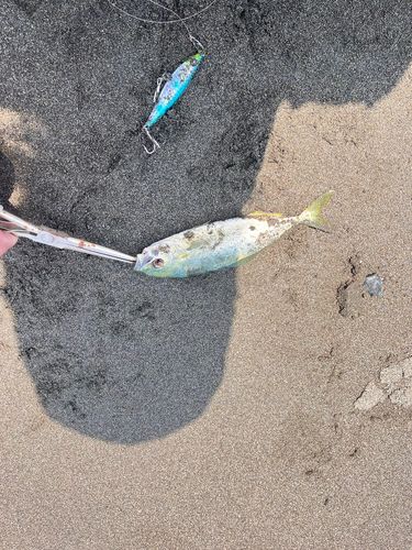 ワカシの釣果