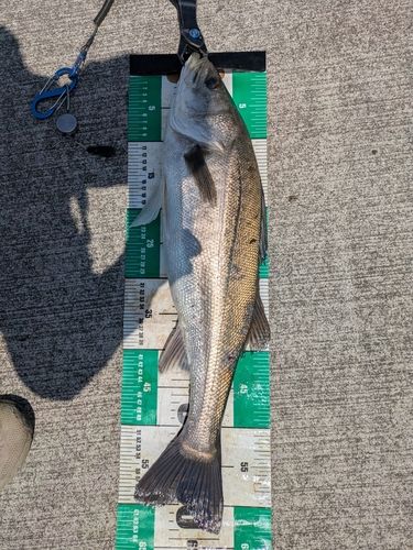 シーバスの釣果
