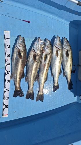 スズキの釣果