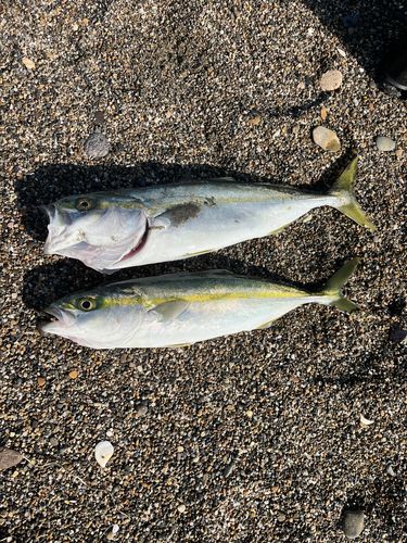 ワカシの釣果