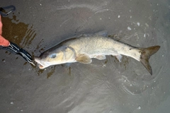 ニゴイの釣果