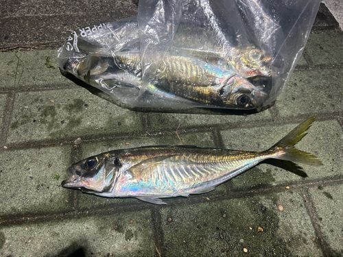マアジの釣果