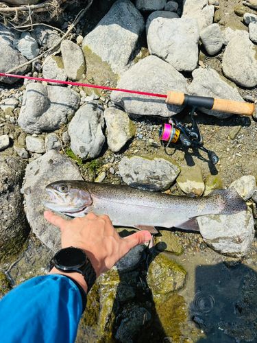 ニジマスの釣果