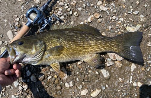 スモールマウスバスの釣果