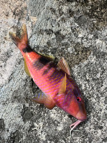オジサンの釣果