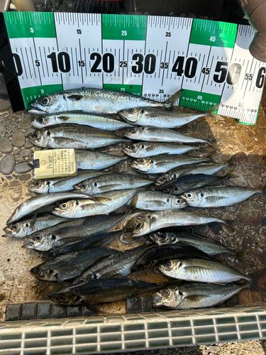 アジの釣果