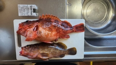 キジハタの釣果