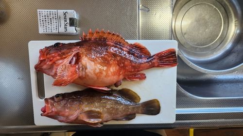 キジハタの釣果