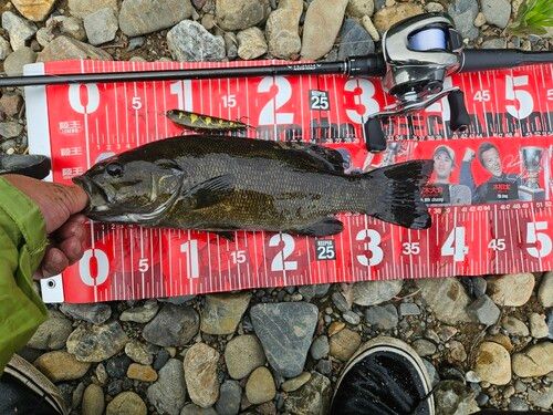 スモールマウスバスの釣果