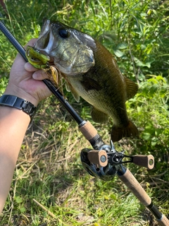 ラージマウスバスの釣果