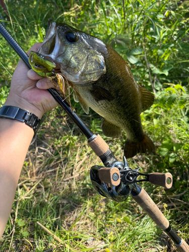 ラージマウスバスの釣果