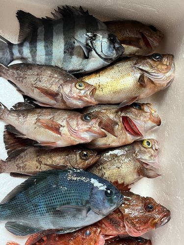 メバルの釣果