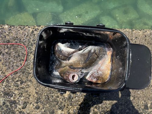チヌの釣果