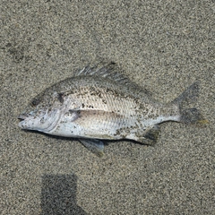 キビレの釣果
